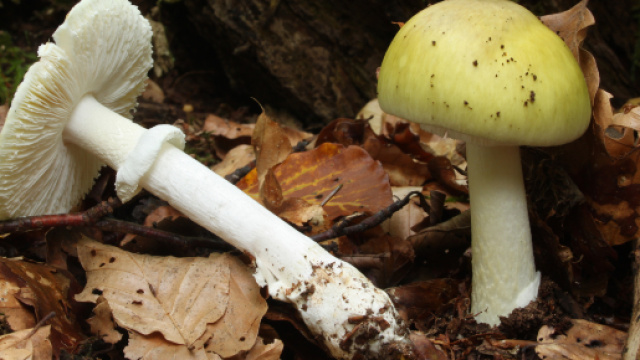 Avvelenamento da Funghi Amanita Falloide Ph. Wikimedia Commons - H. Krisp