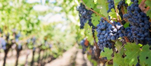 Thieves stole a winery's entire grape crop overnight in Virginia, USA. [Image PIxabay]