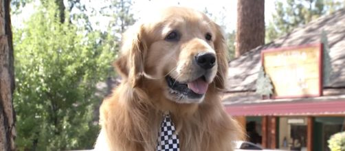 En este peque&ntilde;o pueblo de California, un perro es alcalde - Univision - univision.com