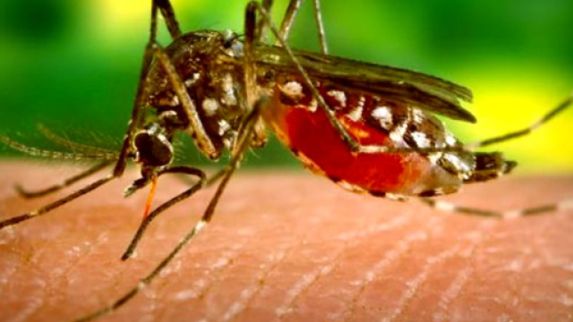 Febbre del Nilo: rischio di trasmissione in Sardegna.