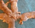 Tale of entangled tails: Wisconsin Humane Society helps five young squirrels