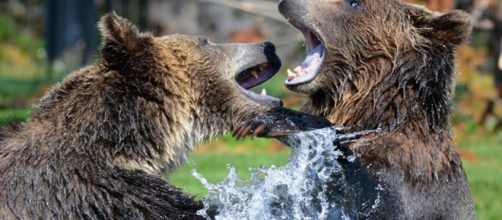 Grizzly bear and cub killed by wilidlfe officers in Wyoming after hunger guide killed. Image credit - Steppinstars | Pixabay