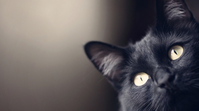 Bristol gatto domestico riceve encomio via twitter dalla Polizia locale per aver trovato un sacchetto di sostanze stupefacenti