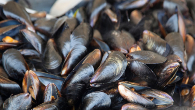 Cozze contaminate da Escherichia Coli, l'allerta del Rasff