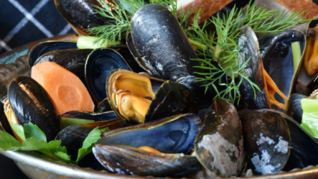 Cozze vive refrigerate attaccate da Escherichia Coli.
