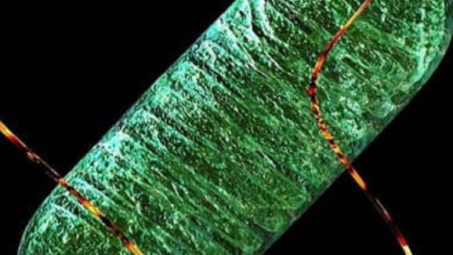 Mitocondrio che perde materiale genetico