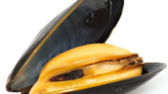 Sognare le cozze cosa vuol dire? Significato e numeri da giocare - sognienumeri.it