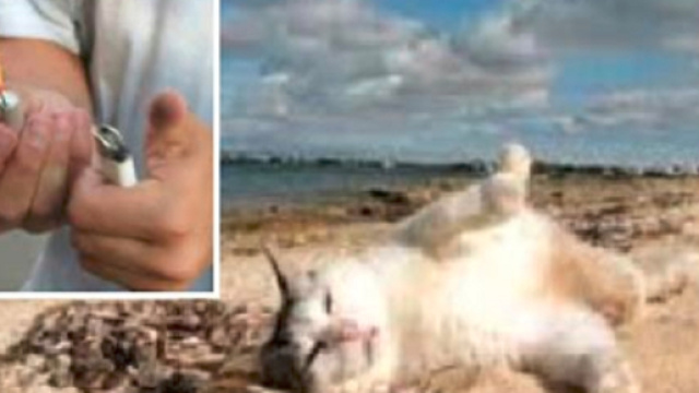 Napoli, tenta di uccidere gatto con un petardo nell'ano - Internapoli