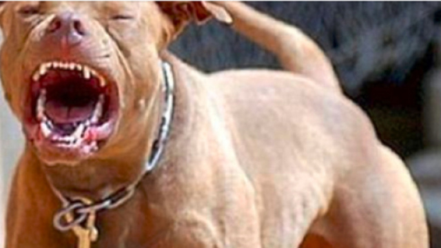 Canada, pitbull sbrana donna - Il Mattino