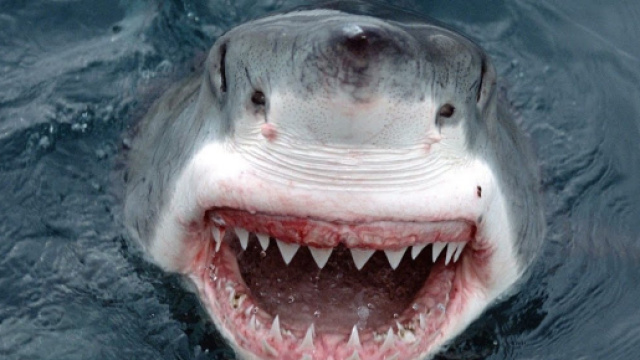 In Australia in una stessa localit&agrave; turistica nello stato del Queensland ci sono stati due attacchi di squali in 24 ore.