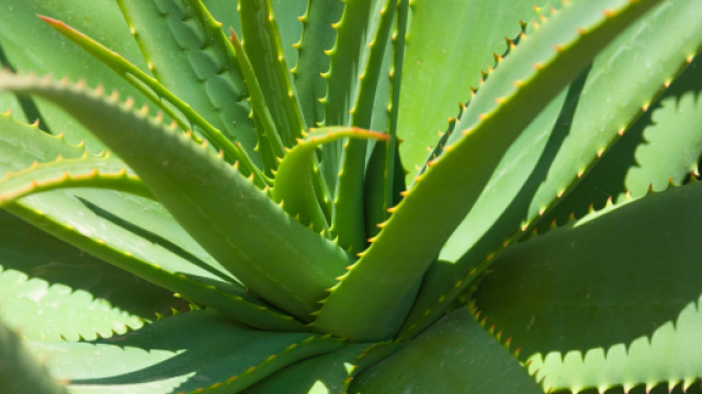 Studio Neuromed, l'estratto di aloe come terapia contro il tumore