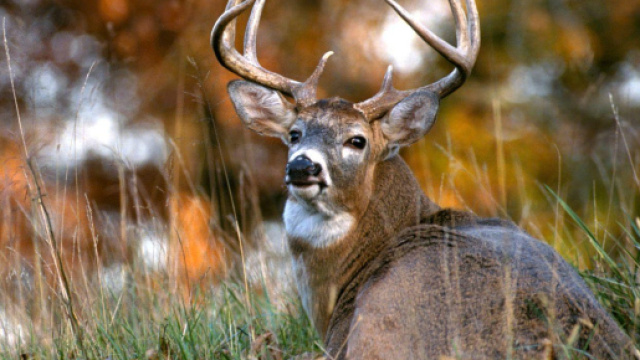 La beaut&eacute; sauvage souill&eacute;e par trop d'accidents