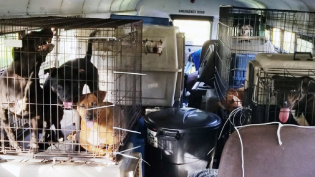 L'interno dello scuolabus di Tony Aslup, che ora ospita gli animali da lui salvati.