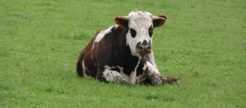 Archivo:Ganader&iacute;a Purranque.jpg - Wikipedia, la enciclopedia libre - wikipedia.org