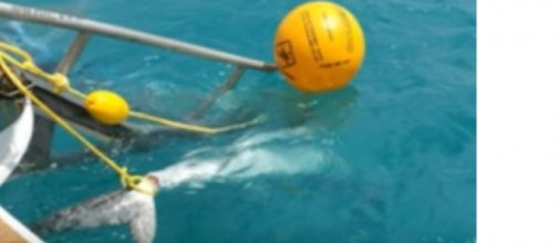 Sharks killed after attacks in north Queensland. [Image courtesy &ndash; ABC News (Australia) YouTube video]