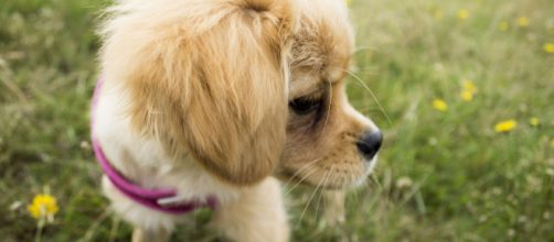 My dog Luna at Hampstead Heath