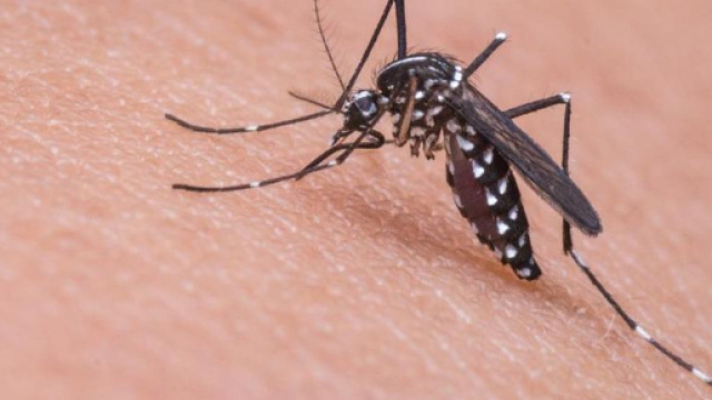 Gran Bretagna, trovato metodo per sterminare le zanzare