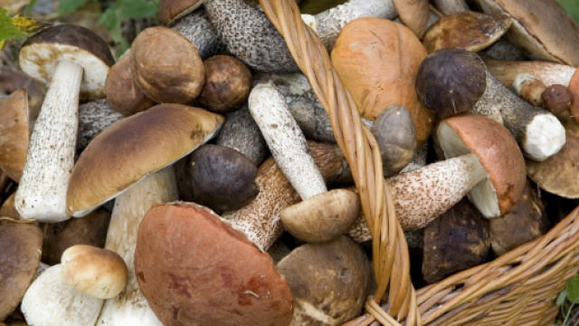 Tarzo, cena a base di funghi al ristorante: trenta intossicati al Pronto Soccorso