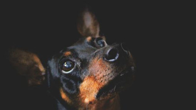 Al via il processo per il killer di Pil&ugrave;, cane pinscher ucciso barbaramente nel 2015.