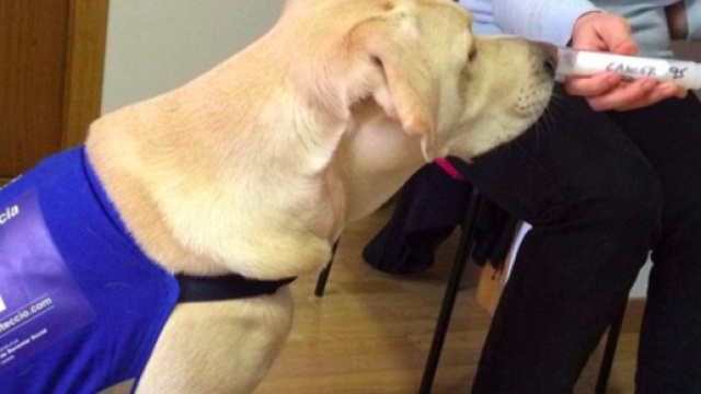 Blatt riesce a riconoscere i tumori.