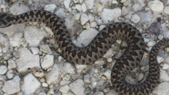 Serpenti, di tutto e di pi&ugrave;: marzo 2014 - blogspot.com