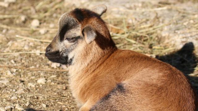 Un esemplare di pecora del Camerun, come quella travolta uccisa