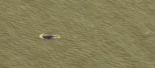 A beluga whale is stranded thousands of miles from home in the River Thames and is "possibly in trouble." [Image Guardian News/YouTube]