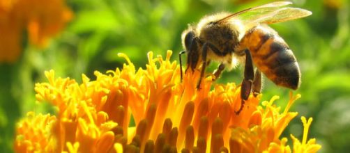 Pesticidas qu&iacute;micos impiden a las abejas reproducirse - Ecoosfera - ecoosfera.com