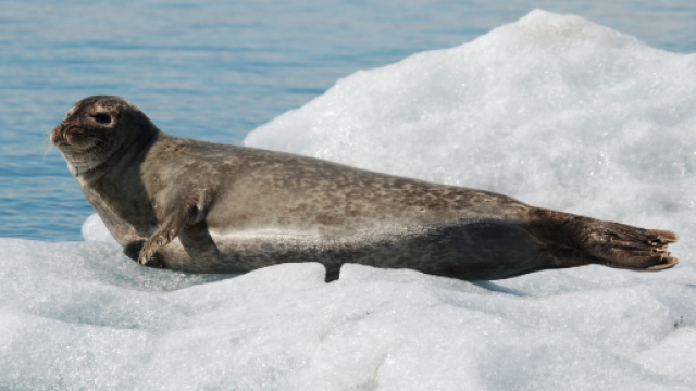 Foca su iceberg nella laguna glaciale di Jokulsarlon - Viaggi ... - turistipercaso.it