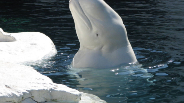 Un beluga, tipo di balena artica, &egrave; stato avvistato nel Tamigi alle porte di Londra, a ben 2400 chilometri di distanza dal suo habitat naturale.