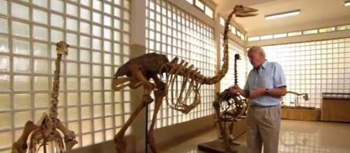 Elephant birds lived in Madagascar - Image credit - BBC Earth | YouTube