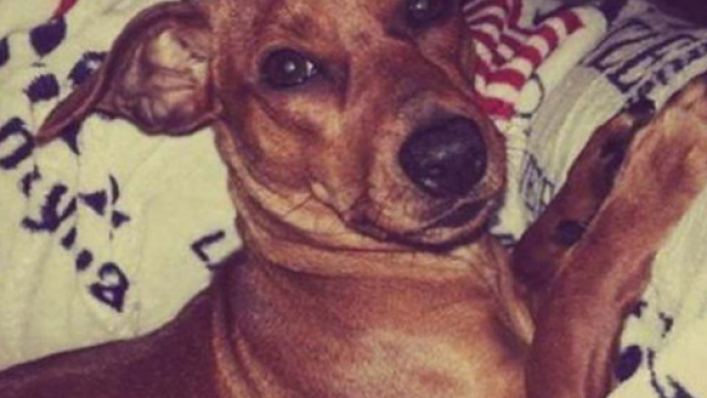 Il cane Pil&ugrave;, barbaramente ucciso nel maggio 2015 a Pescia, provincia di Pistoia