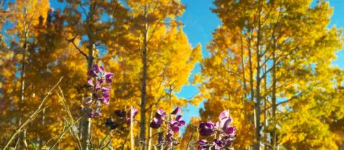 Fall offers some of the most striking scenery, no matter where you go.[image source: Sedona Live - YouTube]