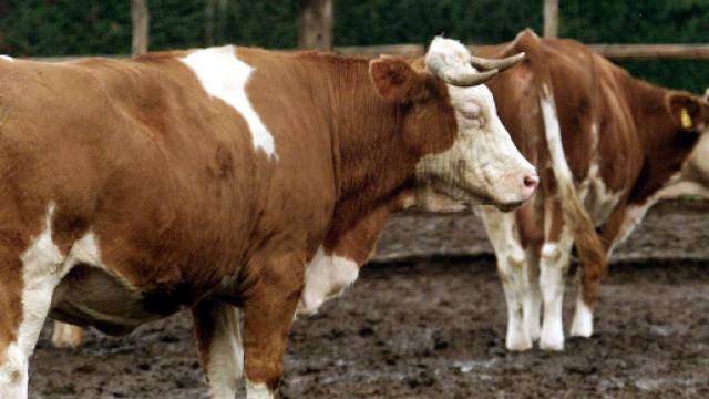Pisa, agricoltore muore incornato da un toro nella sua azienda agricola