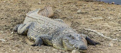 Un cocodrilo gigante devor&oacute; a una mujer y a su beb&eacute; en un lago de Uganda