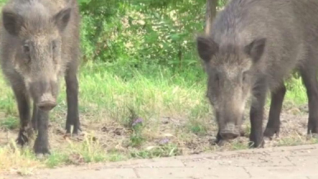 Attaccato da cinghiali mentre era a spasso con il cane sotto casa, Marco Tocci, romano 62enne, ha rischiato di morire.