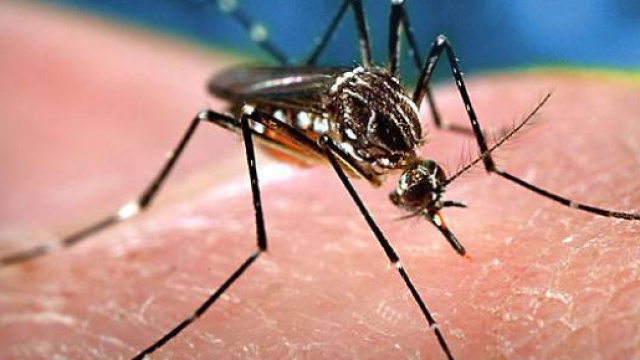 La febbre del Nilo continua a fare vittime in Italia