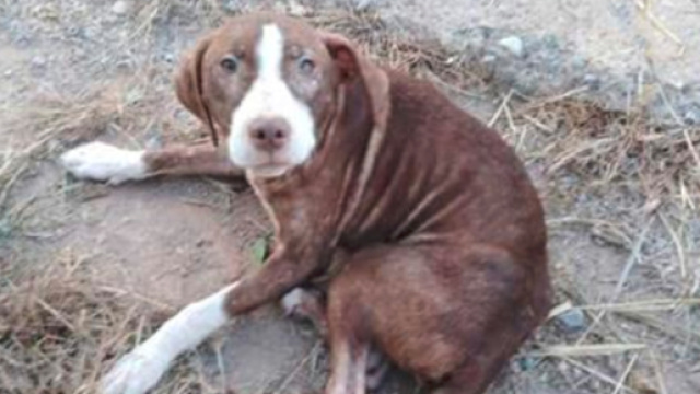 Spagna, cane randagio aiuta malato di alzheimer - Leggo.it