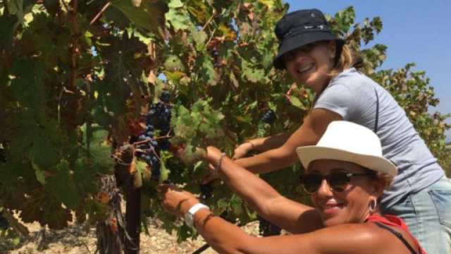 Vino, vendemmia 2018 in Sicilia, l&rsquo;agronomo della Settesoli di Menfi Francesco Di Carlo: &lsquo;Buona annata malgrado clima sfavorevole&rsquo;.