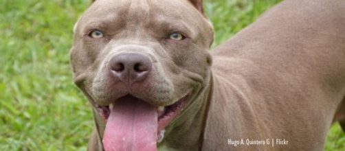 Pit bull reportedly killed adoptive owner in Maryland USA - Image credit - Hugo A. Quintero G | Flickr