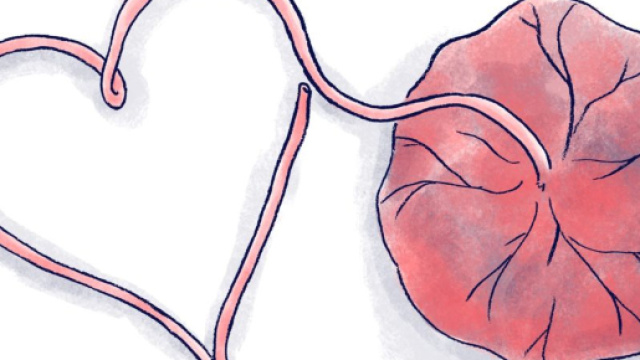 Regno Unito: ex insegnante vende prodotti a base di placenta - placentaassociation.com