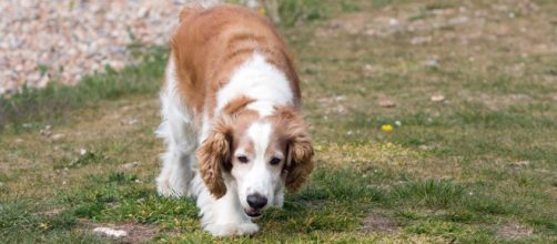 A Springer spaniel ate 206 pebbles on a North Wales beach leading to a lengthy operation. [Image Public Domain Pictures]