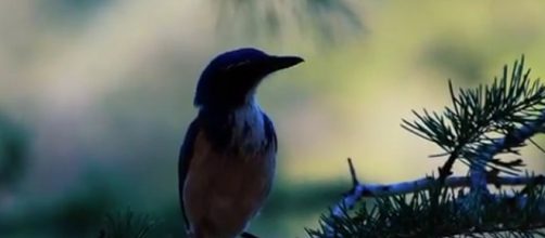 Following a murder at Malibu Creek State Park in June, locals ask if there is a serial killer. [Image Source: PAISAJES NIKON FILMS - YouTube]
