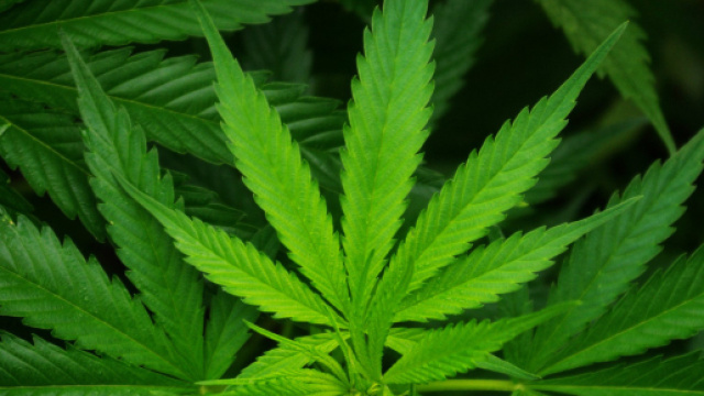 Coppia di coniugi coltivava sostanze stupefacenti in casa.