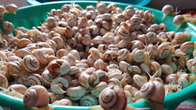 Simbolo e piatto tipico del festino palermitano