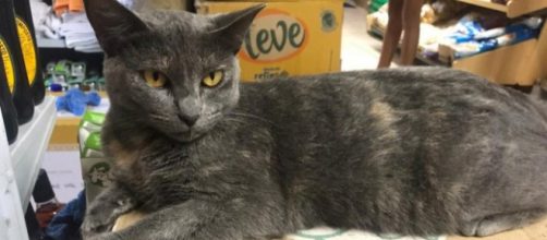 Mulher mata gata a pauladas em mercado em Paraty. (Arquivo pessoal)