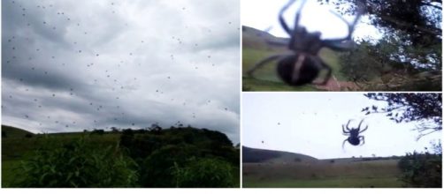 Chuva de aranhas em Minas Gerais assusta moradores (Reprodu&ccedil;&atilde;o)
