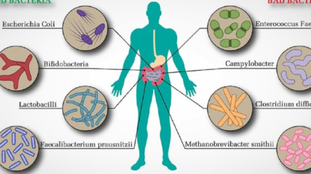 Il microbiota intestinale pu&ograve; predirre l'obesit&agrave; infantile