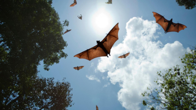 Měngl&agrave;: il virus cinese, simile all'Ebola, diffuso dai pipistrelli