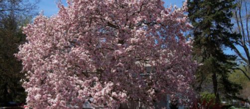 &Aacute;rvores s&atilde;o boas op&ccedil;&otilde;es para quem quer beleza e utilidade.